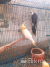 Cocatail birds